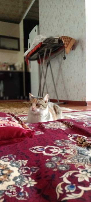 Uy mushugu toza ozoda