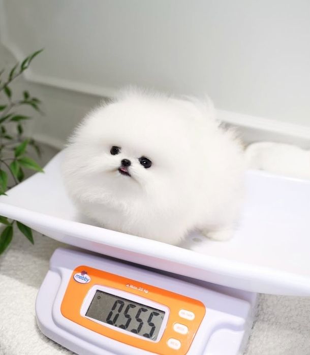 Pomeranian mini toy
