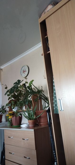 Манстера манстера цветок