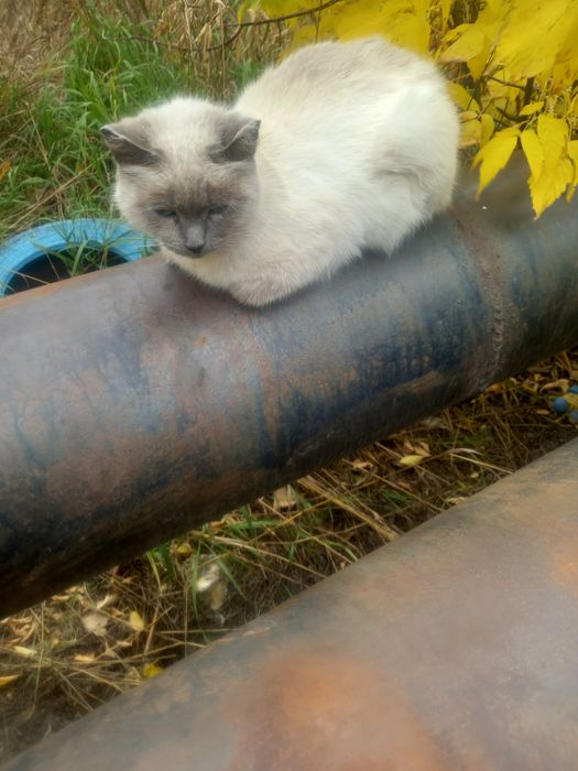 Чудесная кошечка в добрые руки