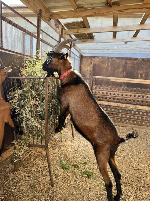 Альпи чех  теке.