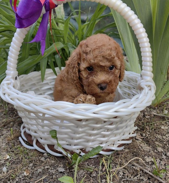 Мальчики и девочка , мальтипу F1