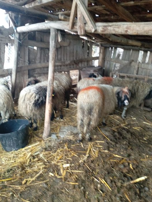 Vând oi sterpe de tăiat