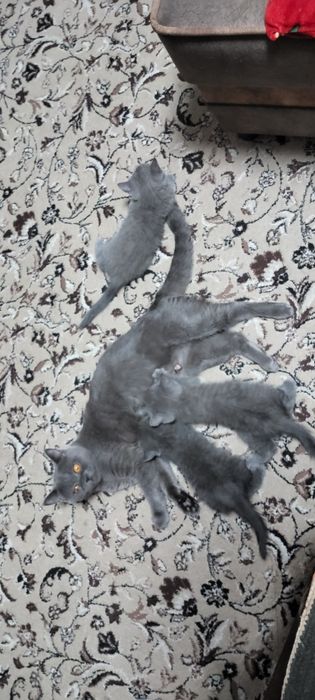 Продаются котята