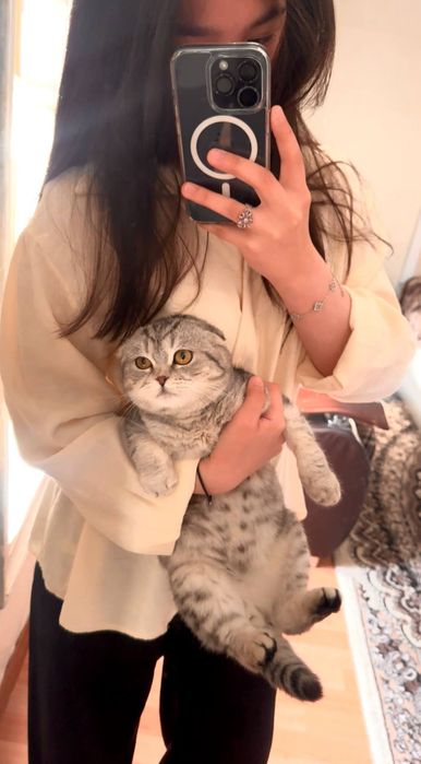 Британская шилшила мальчик продаю