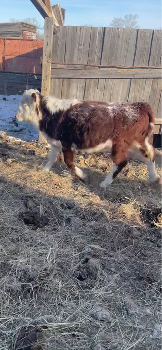 Продам подсос бычков