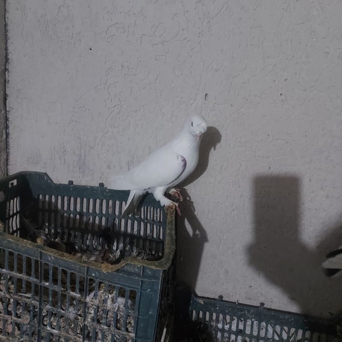 Бели насачуби такла самец