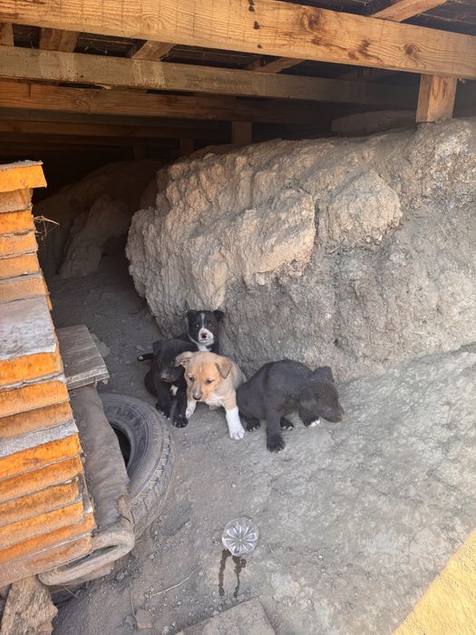 Крупные щенята в добрые руки