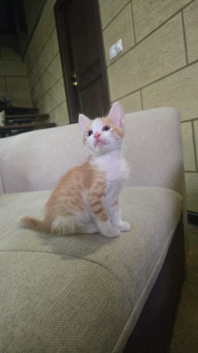 Отдадим в добрые руки Котяток