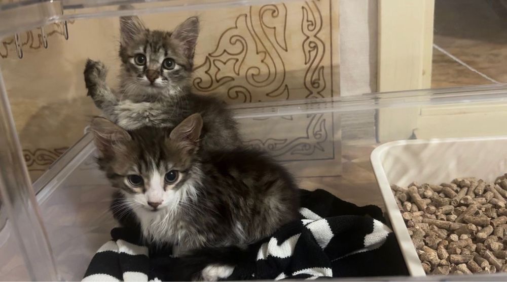 Пристраивается котенок