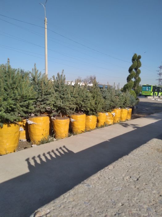 Арча кучатлари меваликучатлар барча турдаги манзарали дарахтларимизбор