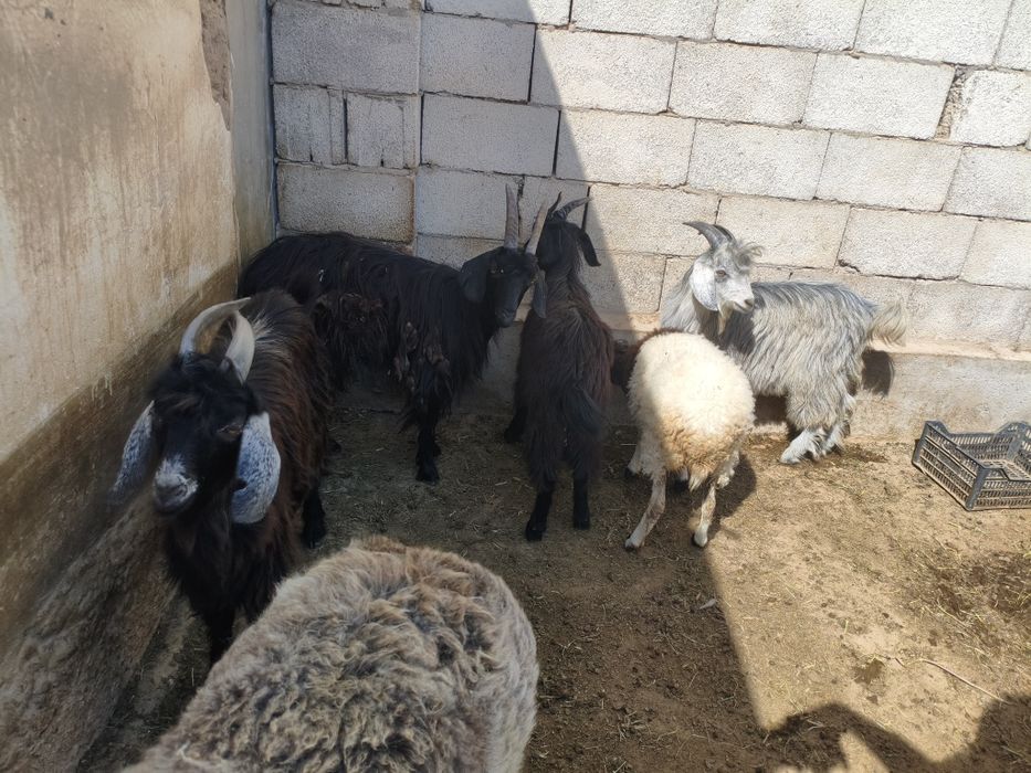 2 ta taka va 2 ta echki sotuvda narxi 2 mln dan Termiz shahar