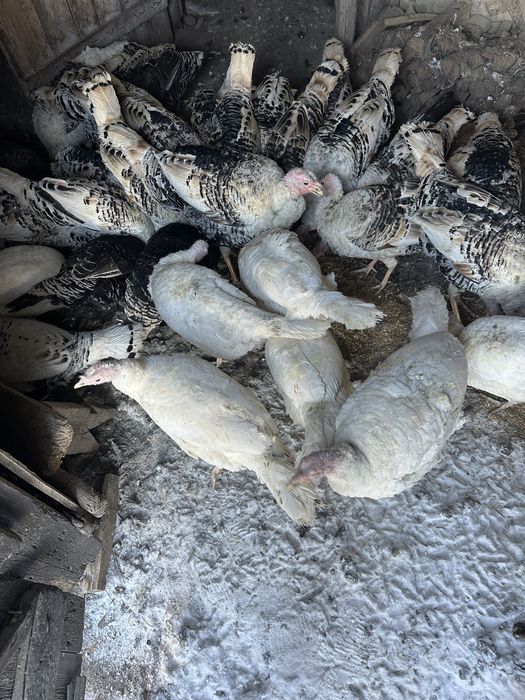 Индюки на развидение