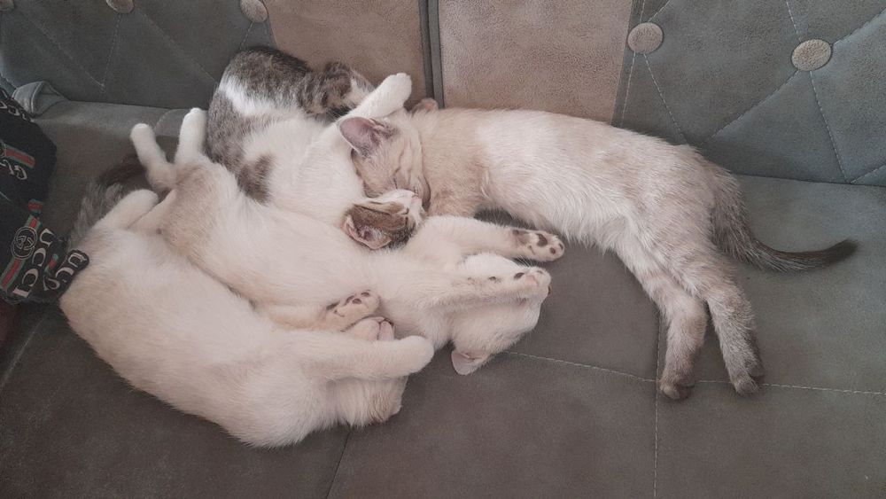 Winx jinsiy aloqadan Layla