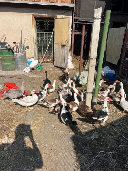 Несушки красные индоутки утки