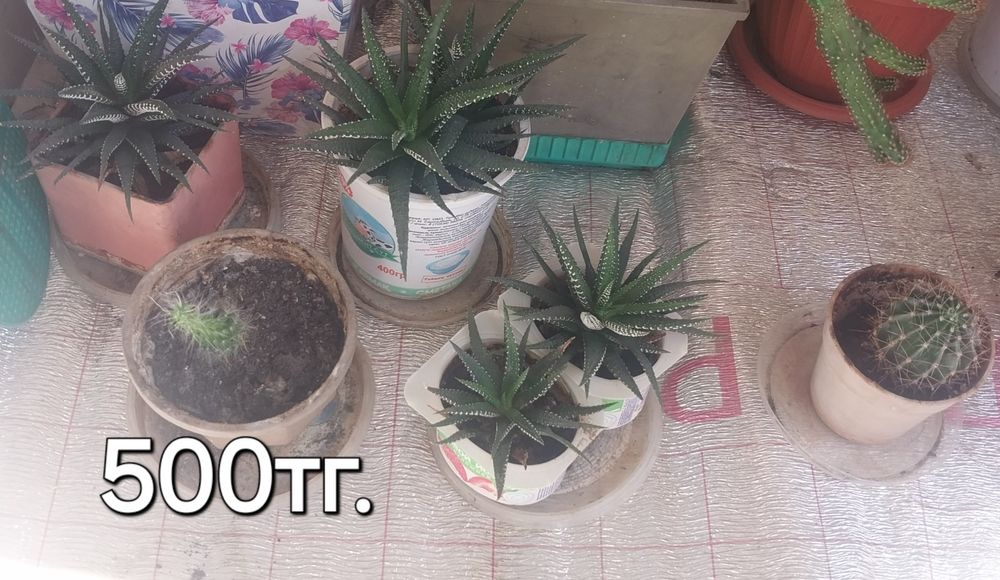 Комнатные цветы_кактусы