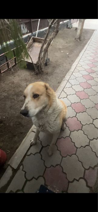 Отдаем кобеля в хорошие руки