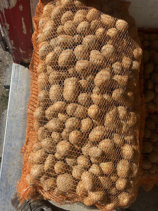 cartofi de sămânță roșii și albi