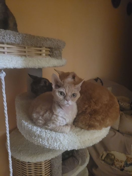 Продам комплекс для кошек