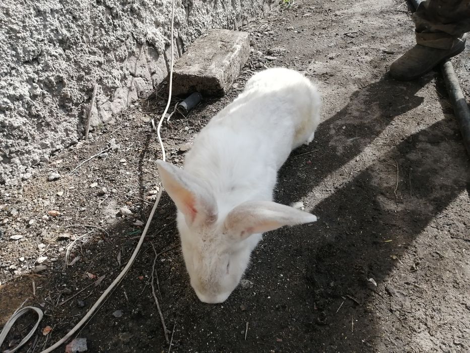 Продаю кроликов великанов