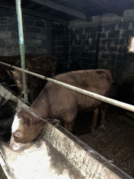 Продается бычки годовалые