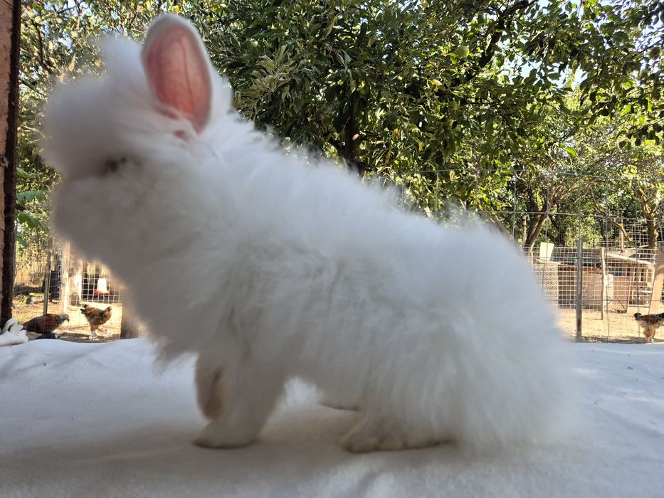 Iepuri cap de leu-mascul