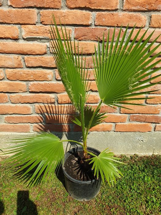 Vand palmier Washingtonia