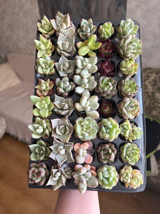 В продаже Суккуленты