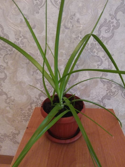 Продаю лечебный цветок от радикулита и суставных болей.