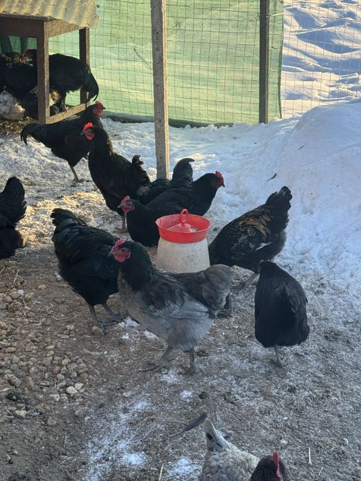 Cocoși Austrolop negrii , gri si splash