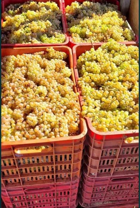 Struguri pentru vin producție 2026