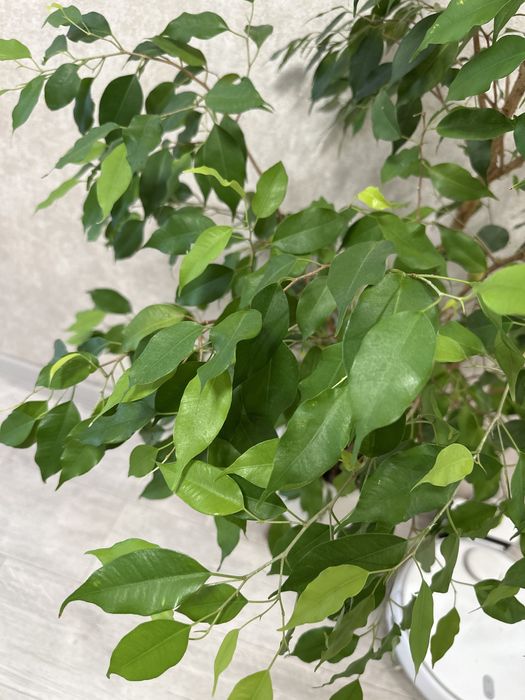 Продам фикус Бенджамина