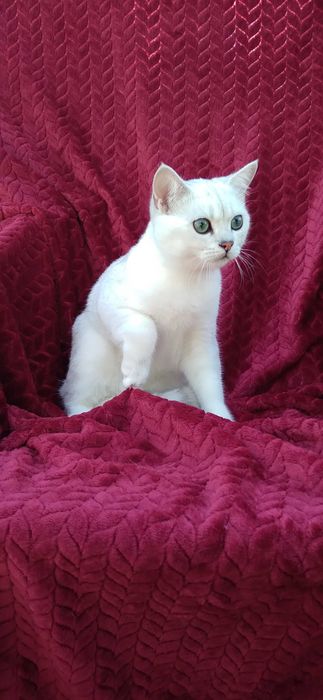 Pui pisica british shorthair chinchila silver