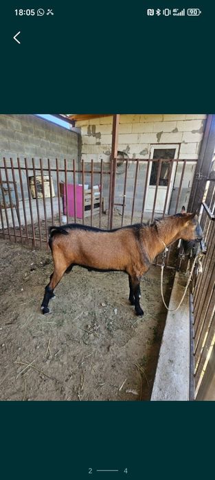 Козел коза козлик коз козочка