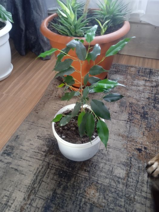 Фикус Бенджамина