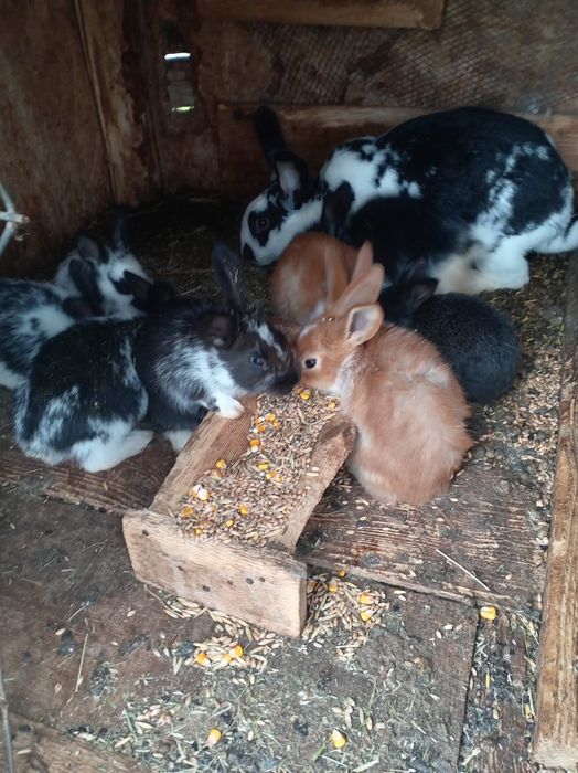 Vând iepurii de toate categoriile