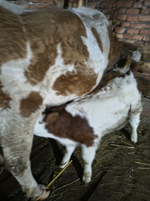 Vacă fătată cu vițel mascul de două săptămâni