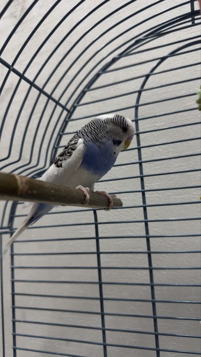 Попугай с клеткой