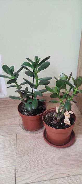 Стайно Цвете Красула  Дървото на Живота