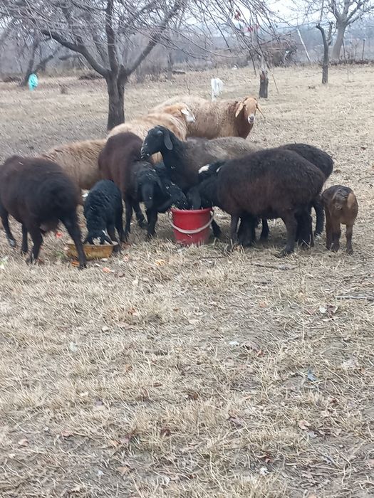 Ona Bola qoyla sotiladi