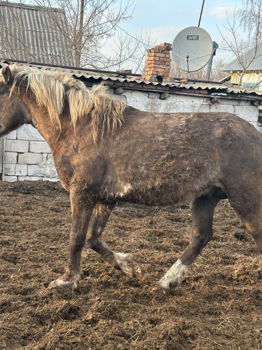 Жеребец , айгыр