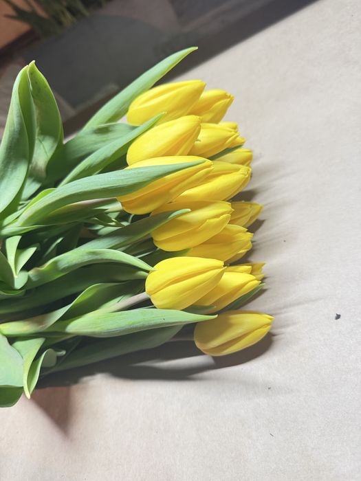 Тюльпаны Алматы-Выгодные цены!