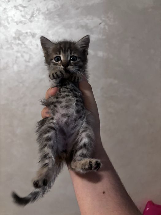 Котятя красивые.