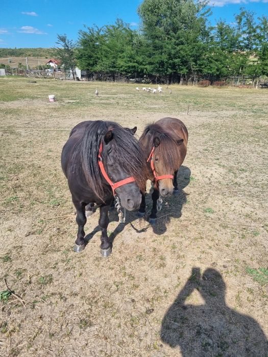 Vând ponei negru gipsy și poneiță gestantă..