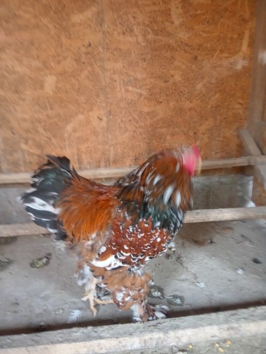 Găini rasă brahma