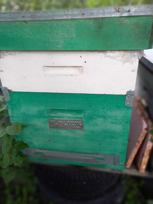 Vand lazi de albine 12 rame+magazii 1/2