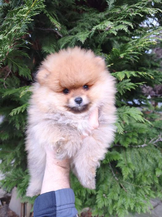 Померан мъжки и женски