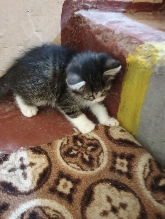 Котята,котята,котята