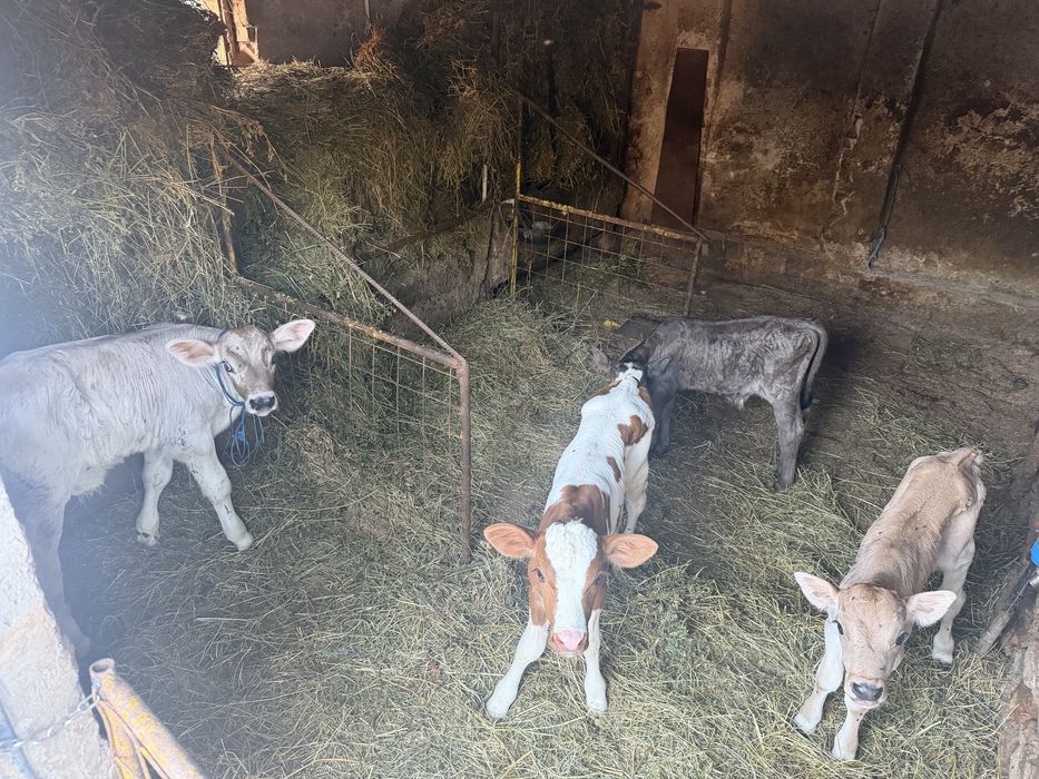 Vitei de crescut de vanzare