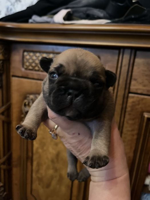 Щенки французского бульдога